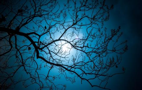 晚上，月亮，光明，精灵之树，丹东林