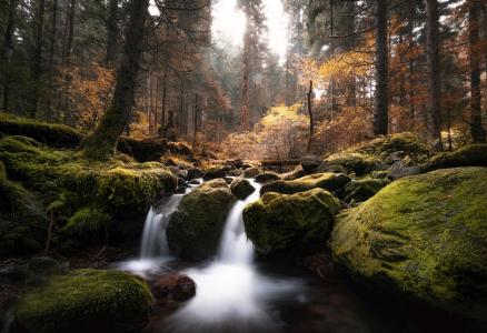 阿德南Bubalo，自然，秋天，森林，树木，石头，小溪，苔藓