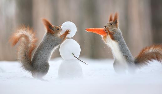 松鼠，雪，雪人，胡萝卜，积极的，Vadim Trunov
