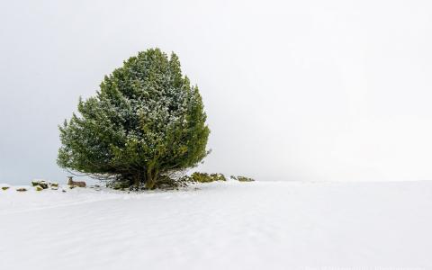 雪，绿色，冬天，羊，树