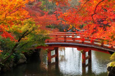 日本，花园，秋天，池塘，桥梁，京都，分行