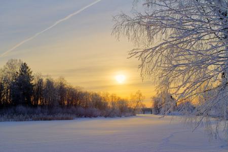 早上，林间空地，白霜，瑞典，雪，冬天，森林，树木