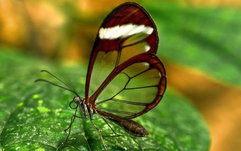 昆虫，蝴蝶，绿色，翅膀，透明