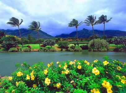 毛伊岛，热带种植园，夏威夷，自然，景观