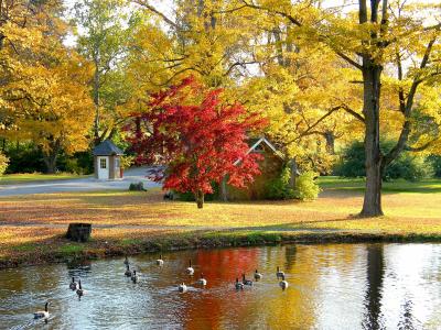 性质，秋季，公园，房子，池塘，鹅