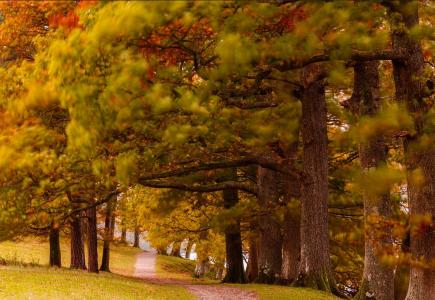 森林，路径，树木，秋季，美女