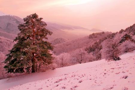 冬天，山，坡，松，粉红色，幻想