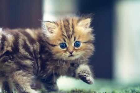 小猫，小，蓬松，眼睛，蓝色，看