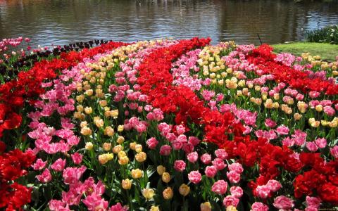 自然，鲜花，郁金香，荷兰，库肯霍夫，花园，花园，池塘