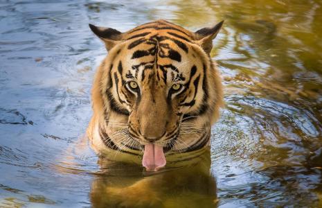 老虎，舌头，水