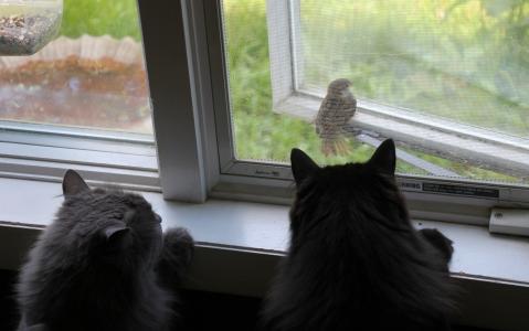 猫，掠食者，猫，麻雀，窗口