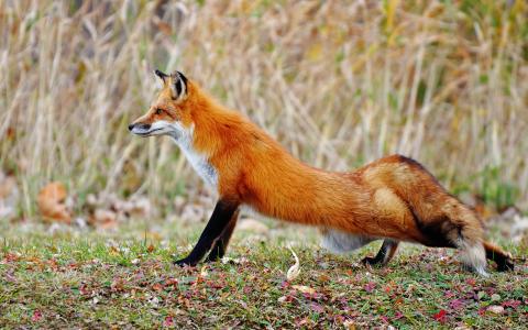 狐狸，拉，林间空地，腿，秋天