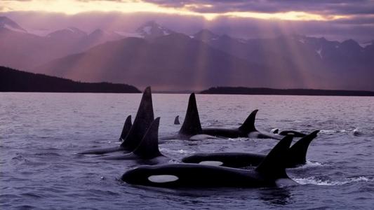 虎鲸，鲸鱼杀手，捕食者，海洋，美丽，山脉