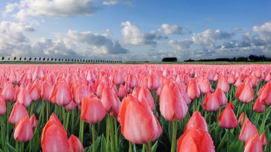 像荷兰，粉红色的郁金香，美丽的领域