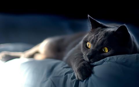 猫，看，床，床，黑猫，眼睛，耳朵，工作表，光线