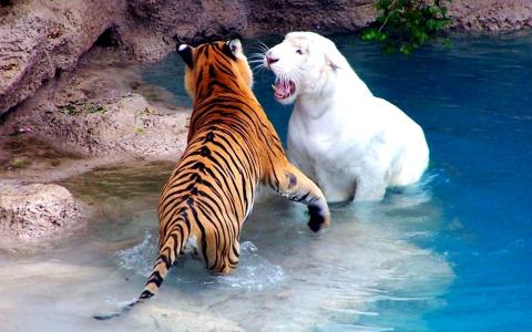 老虎，游泳池，战斗，动物园，白化，水，游泳池