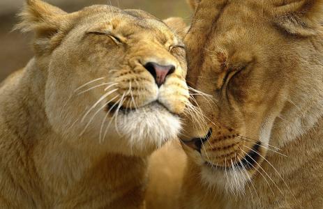 狮子，爱抚，宏观照片，掠食者