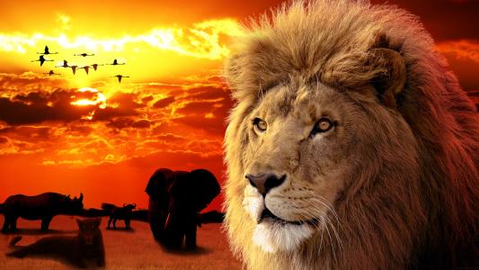 野兽之王，狮子，掠食者，动物，野兽