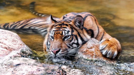 老虎，休息，猫，捕食者，池塘，石头