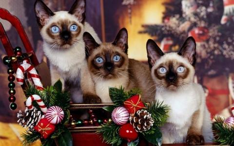 猫，新年，玩具，圣诞节，糖果
