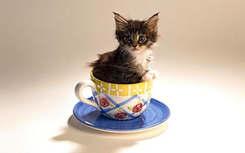 小猫，小，杯子
