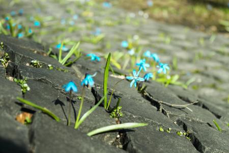 雪花莲，花卉，蓝色，石头，宏，铺路石