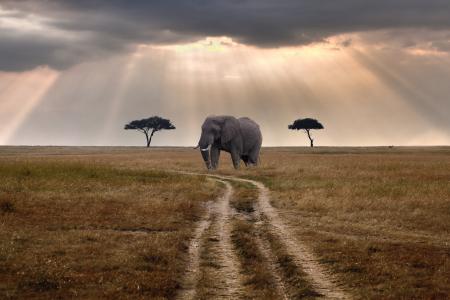 肯尼亚，路，大象，云，光线，阳光明媚