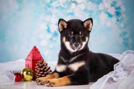 狗，狗，动物，小狗，布，灯笼，玩具，球，锥，假期，新的一年