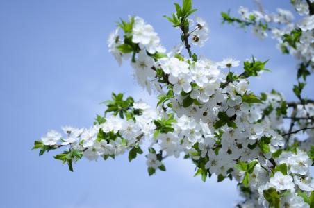 自然，白色的花朵，春天