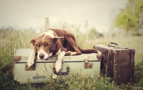 行李，狗，草，手提箱