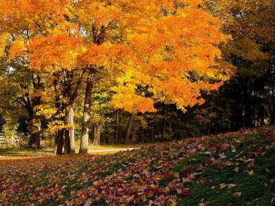 树木，叶子，在前面的秋天，封面，秋天的颜色
