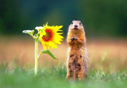 地鼠，站立，向日葵，草