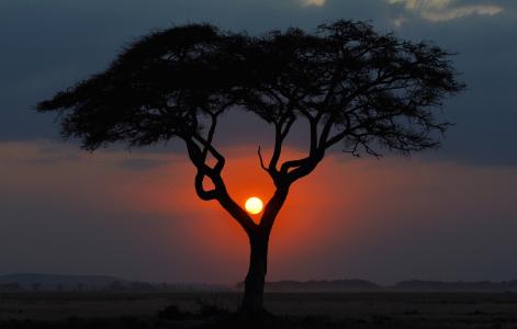 晚上，大草原，景观，肯尼亚，非洲，日落，树