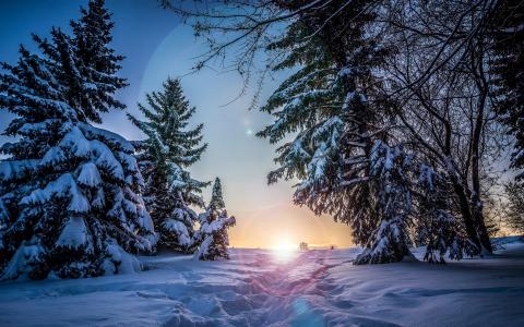 路径，冬天，雪，树，天空，太阳，冰