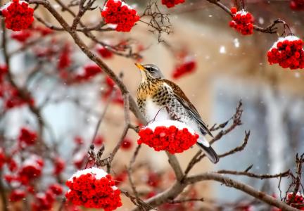 鸟，冬天，浆果，罗文，分支，雪
