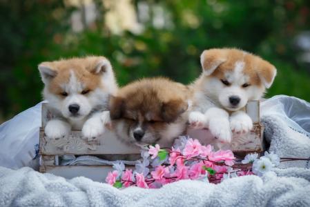动物，狗，小狗，小狗，秋田犬，毛毯，盒子，树枝，鲜花
