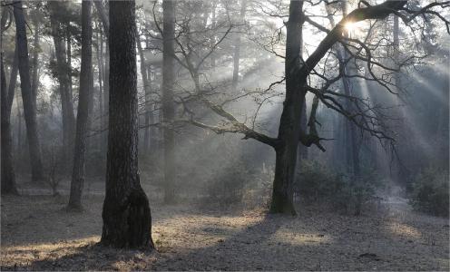 森林，树木，太阳，光线，在森林里，3月，尼古拉Shakhmantsir