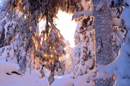 性质，冬天，雪，树，树干，分支机构，太阳