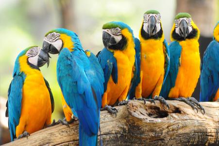 鸟，自然，鹦鹉，阿拉，蓝色，黄色，乌克兰，积极