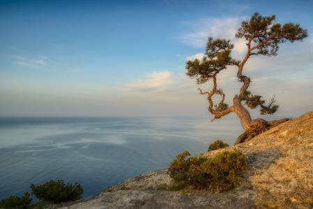 山，一棵孤独的树，海，远处，黎明，由谢尔盖·布拉金