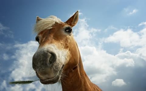 哇，一张脸，一匹马，一只聪明的鼻子，黑色的眼睛