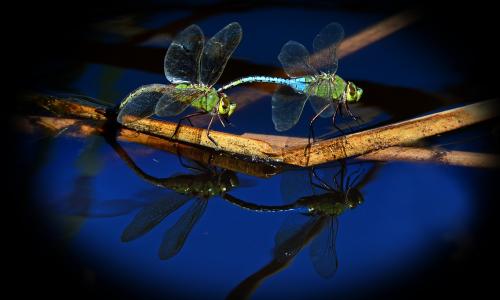 蜻蜓，宏，昆虫，背景，秸秆，树枝，池塘，蒸汽，反射