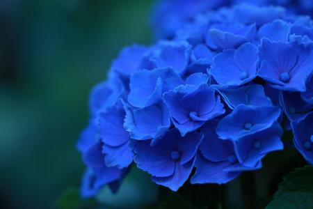绣球花，蓝色，鲜花，花瓣，宏
