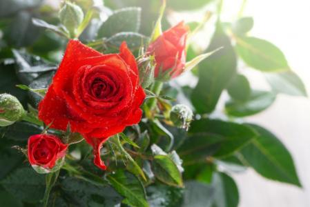 鲜花，红玫瑰，露珠
