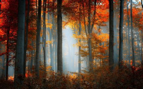 森林，性质，金色的秋天，雾，太阳的光芒