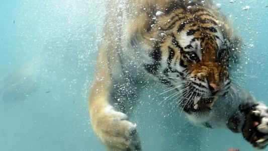 老虎，水下