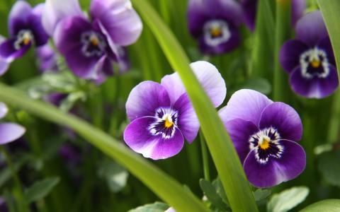 紫罗兰，花，紫罗兰色，草，绿色，宏观，性质，植物