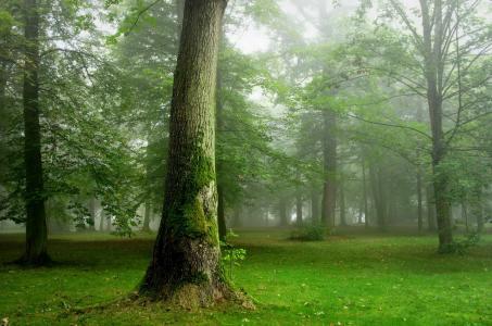 密集，密集，森林，树木，路径，美丽，夏天，绿色，雾