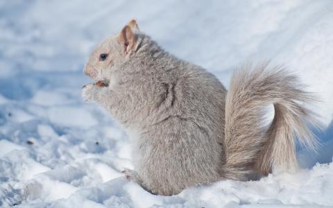 白色，松鼠，冬天，雪