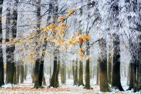 冬季森林，树木，雾，，叶子的遗迹